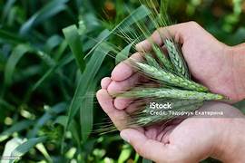 Inovasi Teknologi Pertanian Tingkatkan Hasil Panen Padi di Kabupaten Batang